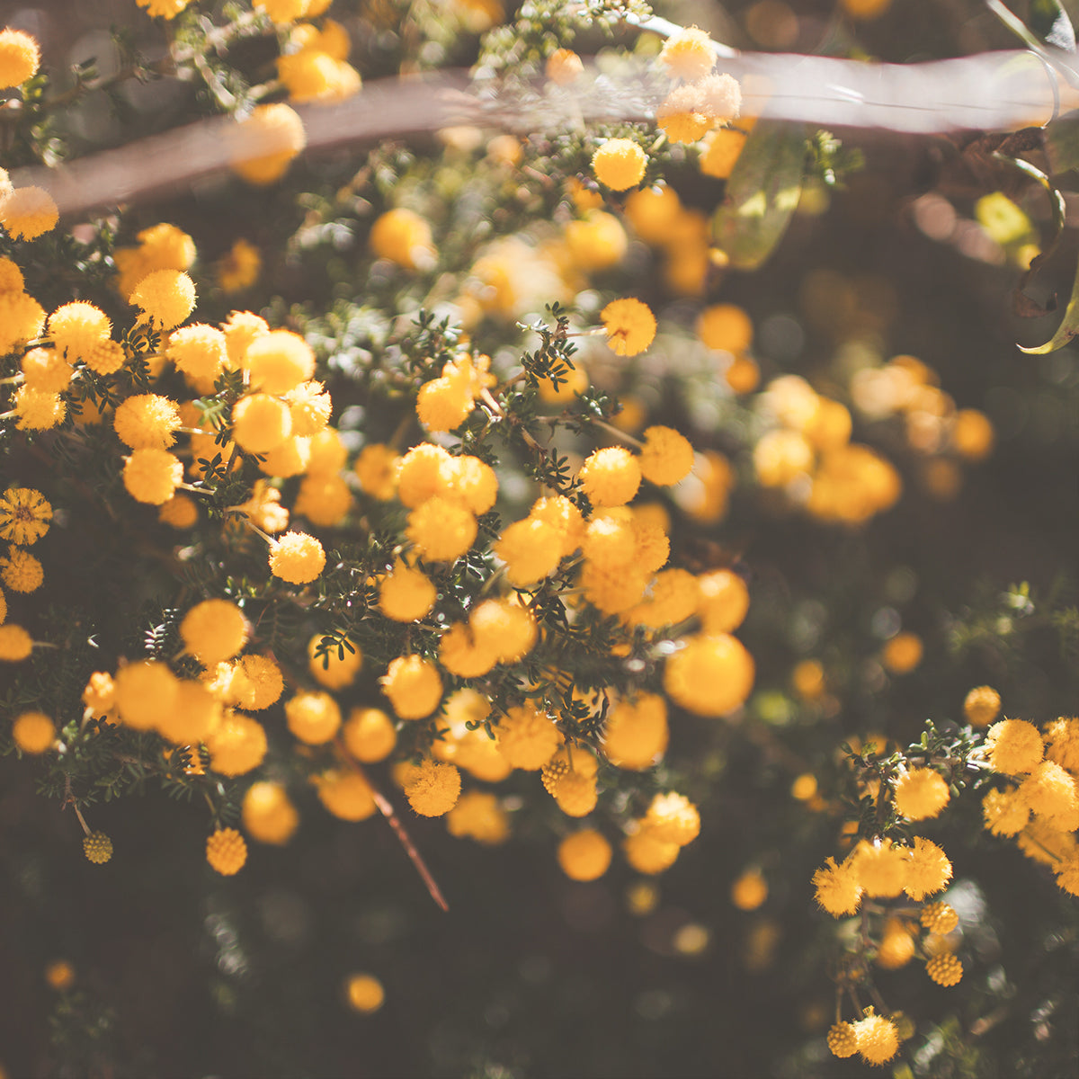 Acacia Blossom Necklace